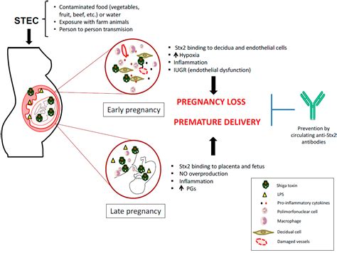 Shiga Toxin Producing E Coli Treatment - Captions Ideas