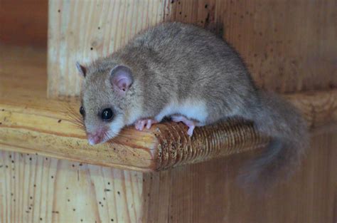 Edible dormouse | Wildlife Online