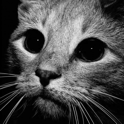 Kucing kucing hitam | wallpaper.sc Android