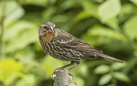 Female Red-winged Blackbird | Backcountry Gallery Photography Forums