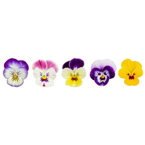 Pansy Edible Flower