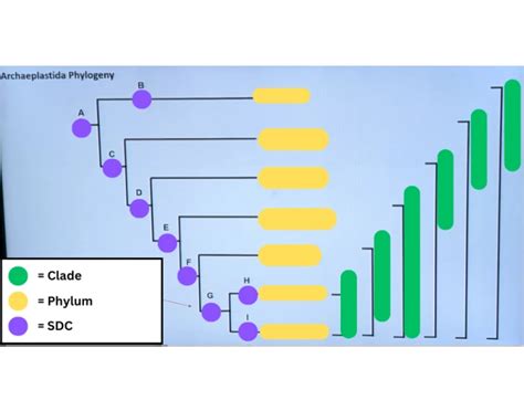 Archaeplastida Phylogeny Quiz