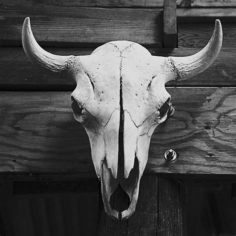 Texas Longhorn Skull | Longhorn skull, Skull, Animal skulls