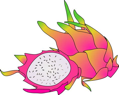 Dragon Fruit Tropical · Free vector graphic on Pixabay