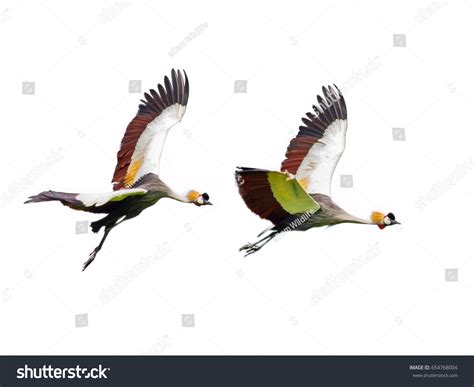 Grey Crowned Crane Bird Flying On Stock Photo 654768004 | Shutterstock