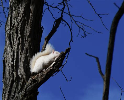 White Squirrel sleeping Photograph by Randall Branham - Pixels