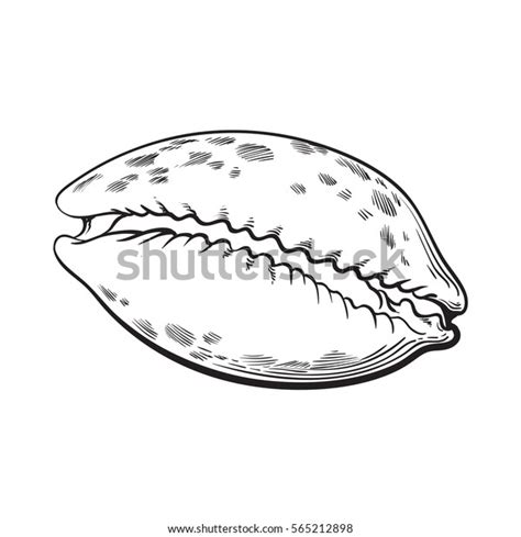 Cowrie Cowry Sea Shell Sketch Style Stock Vector (Royalty Free) 565212898