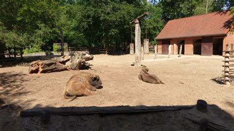 Zoo Eberswalde - All You Need to Know BEFORE You Go - Updated 2021 (Germany) - Tripadvisor