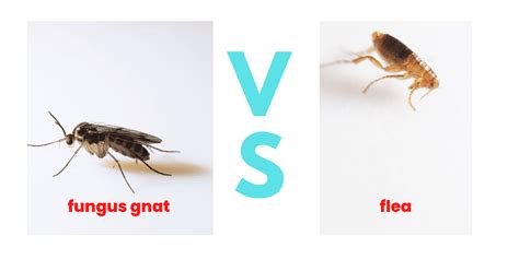 Gnats VS Fleas Comparison: Key Differences Explained