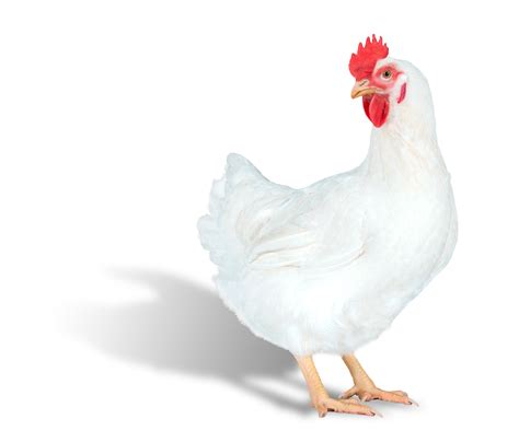 Hubbard launches Efficiency Plus female breeder | Poultry News