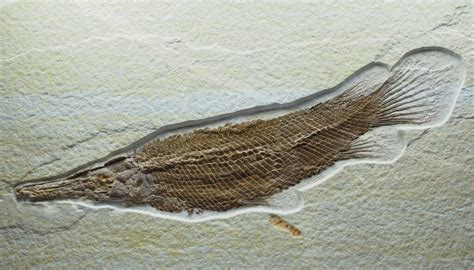 Atractosteus Gar Fish Fossil