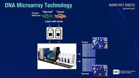 DNA Microarray Technology Fact Sheet