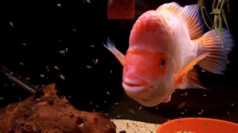 Red Devil x Midas Cichlid Breeding Pair - YouTube