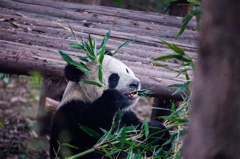 Pandas get eye disease; experts can't tell why - Chinadaily.com.cn