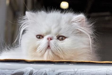 Exploring the History of Persian Cat Breeds - https://persiancatdude.com/