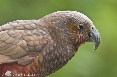 NZ Nature Photos | NZ Parrots