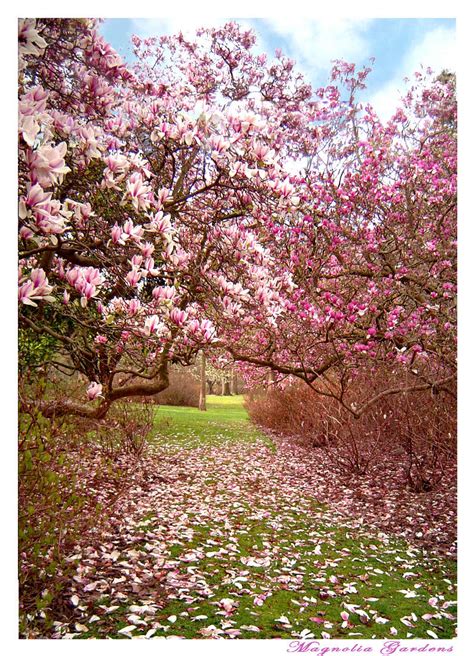 Magnolia Gardens by atre on DeviantArt