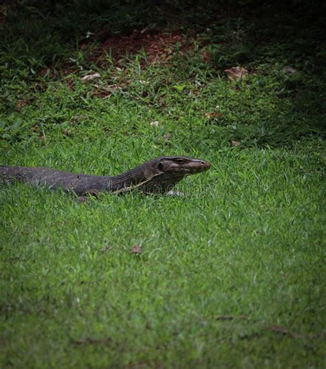 Large Asian Water Monitor in Wild Habitat Stock Image - Image of lizard ...