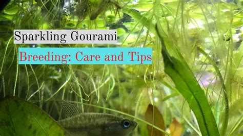 Sparkling Gourami Breeding: Care and Tips - YouTube