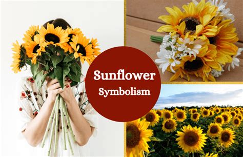 Sunflower – Symbolism and Meaning - Symbol Sage