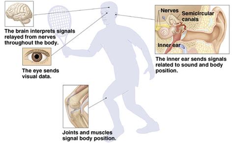 The Three Bodily Balance Systems — Science of Falling