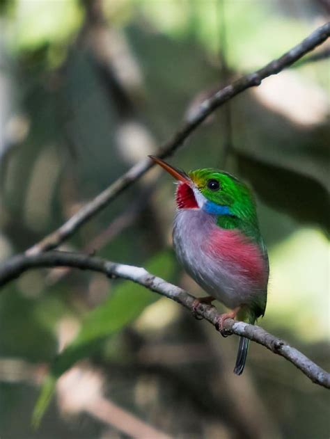 HD wallpaper: bird, wildlife, outdoors, nature, cuba, cartacuba, island ...