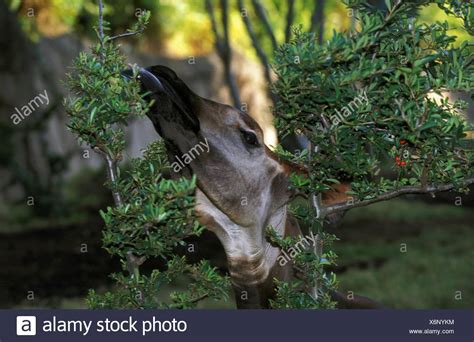 Okapi Eating Leaves High Resolution Stock Photography and Images - Alamy