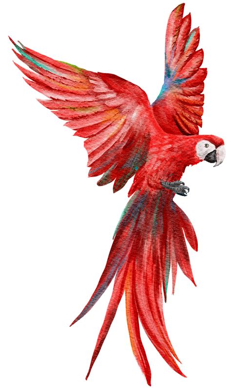 Scarlet Macaw Parrot