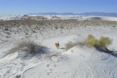 Dog-Friendly White Sands National Monument - Bodie On The Road