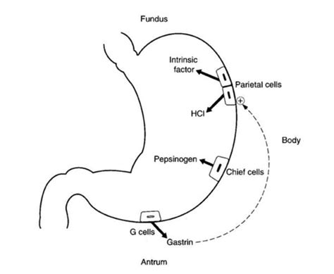 Gastric Secretion - Gastrointestinal - Medbullets Step 1