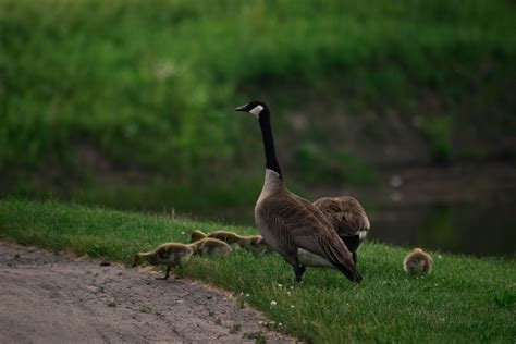 The Upper Peninsula’s Seney National Wildlife Refuge | Northern Nail Polish