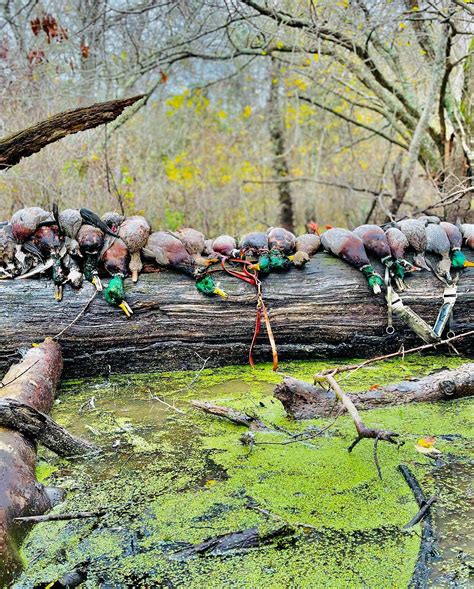 Outfitters in Texas - Hunt & Fish with Local Guides - Mallard Bay