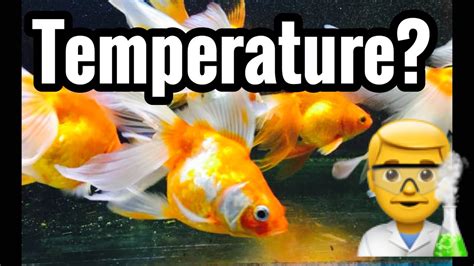 Heater for Goldfish? Water Temperature Needed? - YouTube