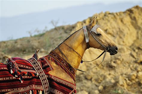 Akhal-Teke horse breed - Native Breed.org