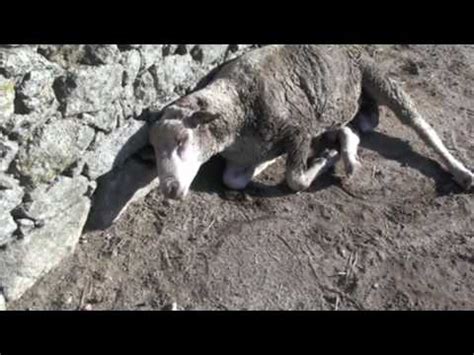 Enterotoxemia in sheep caused by Clostridium perfringens type D - YouTube