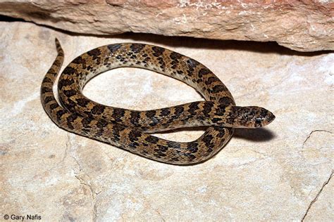 Chihuahuan Hook-nosed Snake - Gyalopion canum