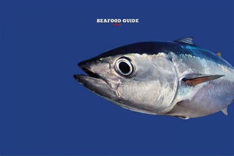 Seafood Guide: Mercury In Fish - Underwater360