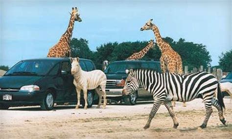 Safari-Park Visit - African Safari Wildlife Park | Groupon