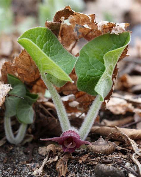 Photos: Spring wildflowers in Minnesota | MPR News