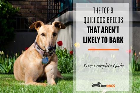 The Top 9 Quiet Dog Breeds That Aren’t Likely to Bark