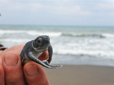 caretta caretta babies captured securely leaving their nests in türkiye - IHA News