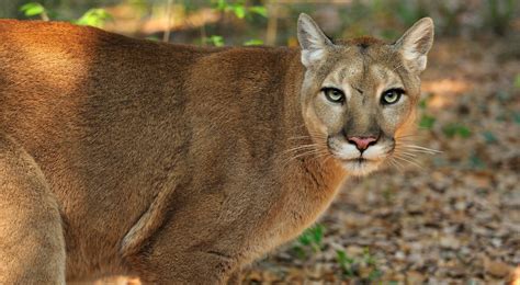 Donner aller chercher Ligature puma en or péché Dalset Impur