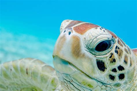 Sea Turtles Face Plastic Deluge Danger - Wild Earth News & Facts