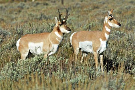 Female Pronghorn - HooDoo Wallpaper