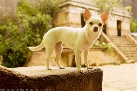 angel as chloe in beverly hills chihuahua | Beverly hills chihuahua ...