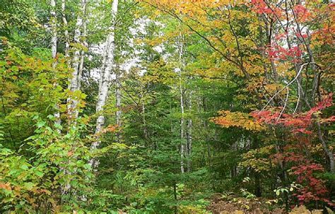 Faune et flore du pays - Les plaines à forêt mixte