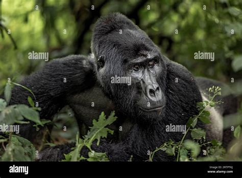 Mountain Gorilla - Silverback Stock Photo - Alamy