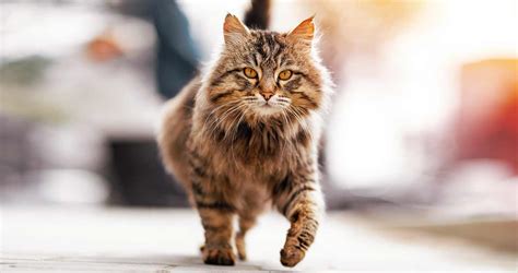 Why Is My Cat Limping? When to Take Your Limping Cat to the Vet.