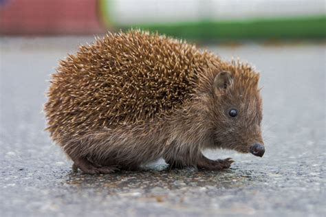 A hedgehog | Unusual animals, Cute hedgehog, Hedgehog facts