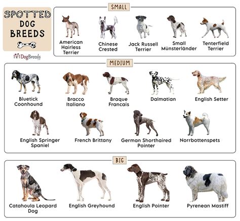 List of spotted dog breeds with pictures – Artofit